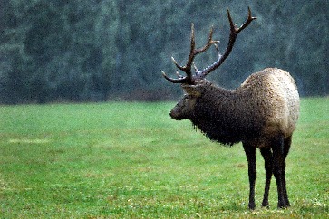 Elk and other big game are part of why we fought to protect this land