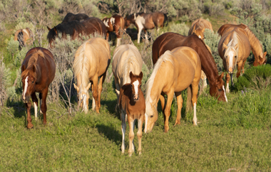 These Steens Mountain horses hope you can make it to our Affiliates & Allies Conference!